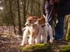 Foxterrier Drahthaar Hund