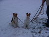 Foxterrier Drahthaar Hund