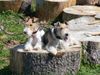 Foxterrier Drahthaar Hund