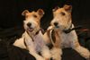 Foxterrier Drahthaar Hund