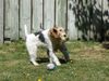 Foxterrier Drahthaar Hund