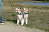 Foxterrier Drahthaar Hund