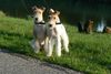 Foxterrier Drahthaar Hund