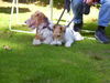 Foxterrier Drahthaar Hund