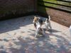 Foxterrier Drahthaar Hund