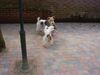 Foxterrier Drahthaar Hund