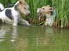 Foxterrier Drahthaar Hund