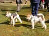 Foxterrier Drahthaar Hund