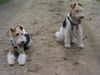 Foxterrier Drahthaar Hund