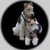 Foxterrier Drahthaar Hund