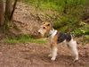 Foxterrier Drahthaar Hund