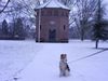 Foxterrier Drahthaar Hund