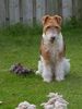 Foxterrier Drahthaar Hund