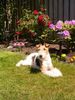 Foxterrier Drahthaar Hund