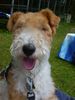 Foxterrier Drahthaar Hund