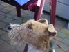 Foxterrier Drahthaar Hund