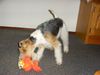 Foxterrier Drahthaar Hund