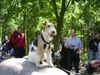 Foxterrier Drahthaar Hund