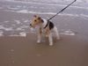 Foxterrier Drahthaar Hund