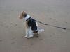 Foxterrier Drahthaar Hund