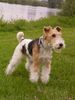 Foxterrier Drahthaar Hund