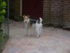 Foxterrier Drahthaar Hund