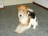 Foxterrier Drahthaar Hund