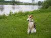 Foxterrier Drahthaar Hund