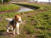 Foxterrier Drahthaar Hund