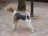 Foxterrier Drahthaar Hund