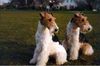 Foxterrier Drahthaar Hund