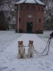 Foxterrier Drahthaar Hund