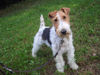 Foxterrier Drahthaar Hund