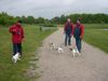 Foxterrier Drahthaar Hund