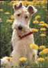 Foxterrier Drahthaar Hund