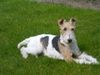 Foxterrier Drahthaar Hund