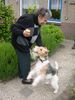 Foxterrier Drahthaar Hund