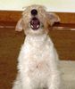 Foxterrier Drahthaar Hund