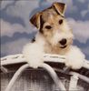 Foxterrier Drahthaar Hund