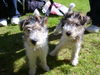 Foxterrier Drahthaar Hund