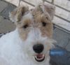 Foxterrier Drahthaar Hund