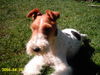 Foxterrier Drahthaar Hund