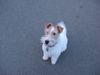 Foxterrier Drahthaar Hund