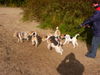 Foxterrier Drahthaar Hund