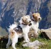 Foxterrier Drahthaar Hund