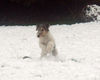 Foxterrier Drahthaar Hund