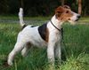 Foxterrier Drahthaar Hund