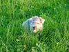 Foxterrier Drahthaar Hund