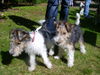 Foxterrier Drahthaar Hund