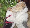 Foxterrier Drahthaar Hund